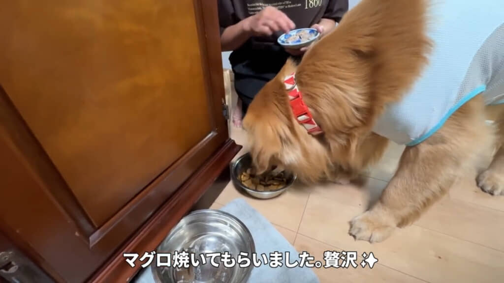 マグロをわざわざアルちゃんのために焼いてくれたばぁばです