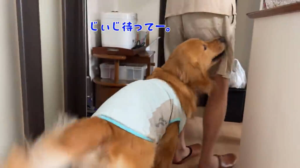かまってほしそうにじぃじについていくアルちゃん