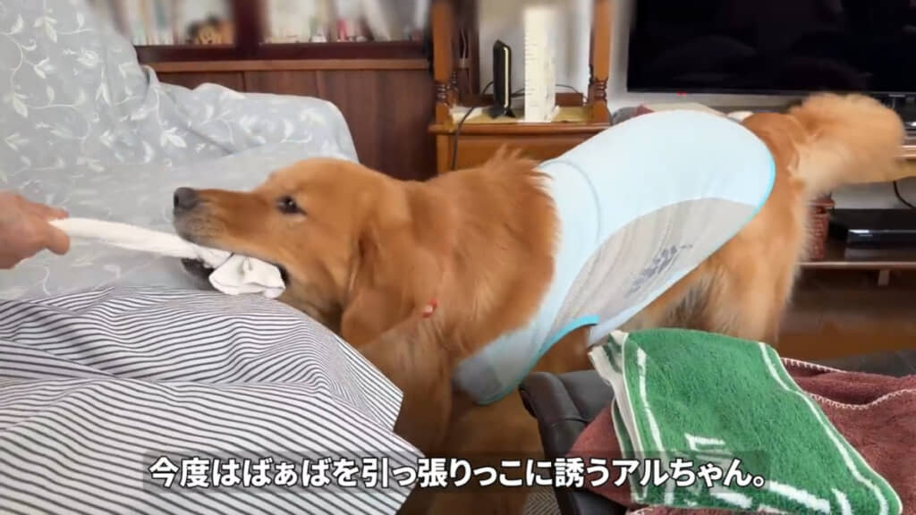引っ張りっこでは、ばぁばの様子をうかがいながら、力加減を調節して遊ぶ、心やさしいアルちゃんです