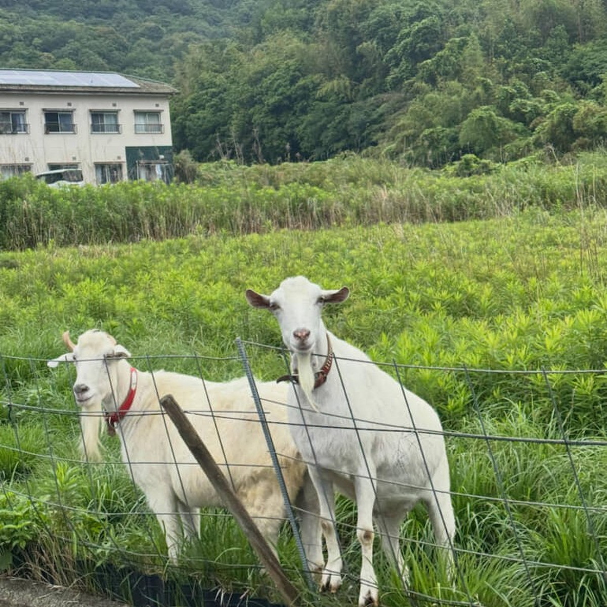 草ボーボーの空き地→ヤギ3頭を放った2カ月後……予想外の“惨状”に「ウケるwww」「マヂ首なんで!!」(1/3) | 動物 ねとらぼ