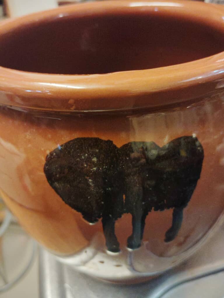 カメを開けると……