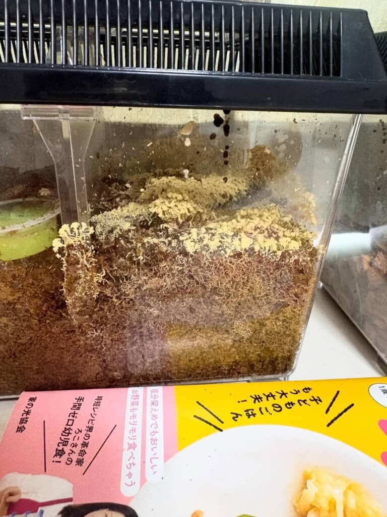 クワガタを埋めた場所から生じた黄色いスポンジ状の物体