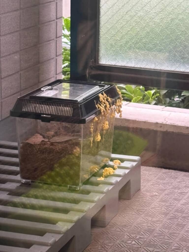 ベランダに置いたケースと床に落ちた変形菌の一部