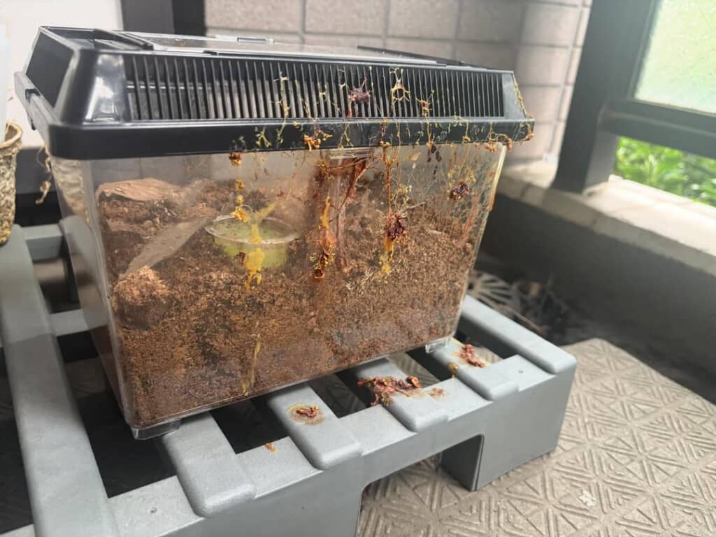 ベランダに出していたら茶色くなった変形菌