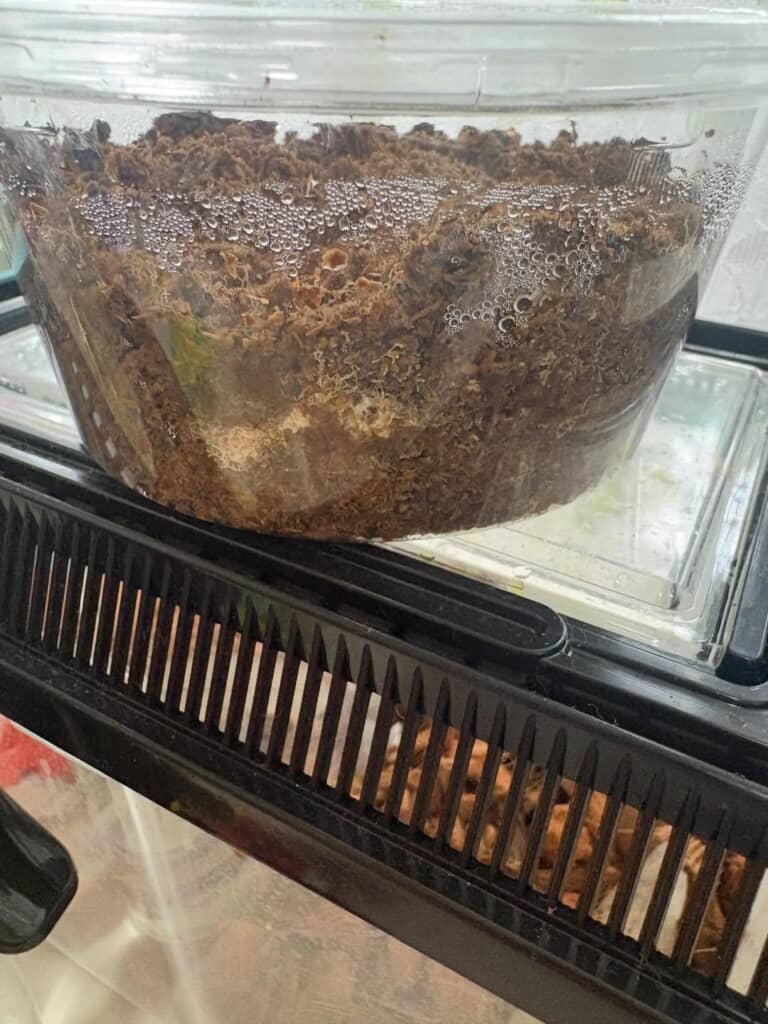 クワガタの卵用に作ったカップの土中にいる変形菌らしき物体