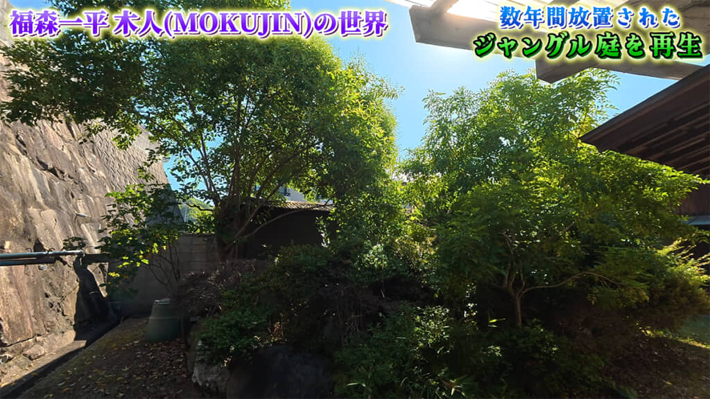 庭の裏にもたくさんの木が