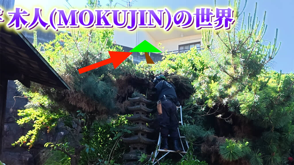 松は将来の形を考えて、枝の誘引を行いました