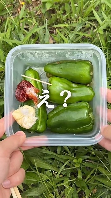 ピーマンだけに見えるお弁当