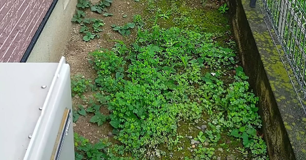 雑草が生えた庭→カインズの“2種類の砂”をまいて数年後……　驚きの光景に「すごい結果ですね」「迷ってたのでありがたい」（1/3） | ライフハック ねとらぼ