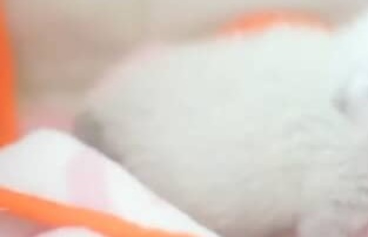 駐車場で“子猫”を拾ったと思い、育てたら…… 成長した“驚きの正体”に「大変ですね」「まさに怪獣」(1/3) | 猫 ねとらぼ