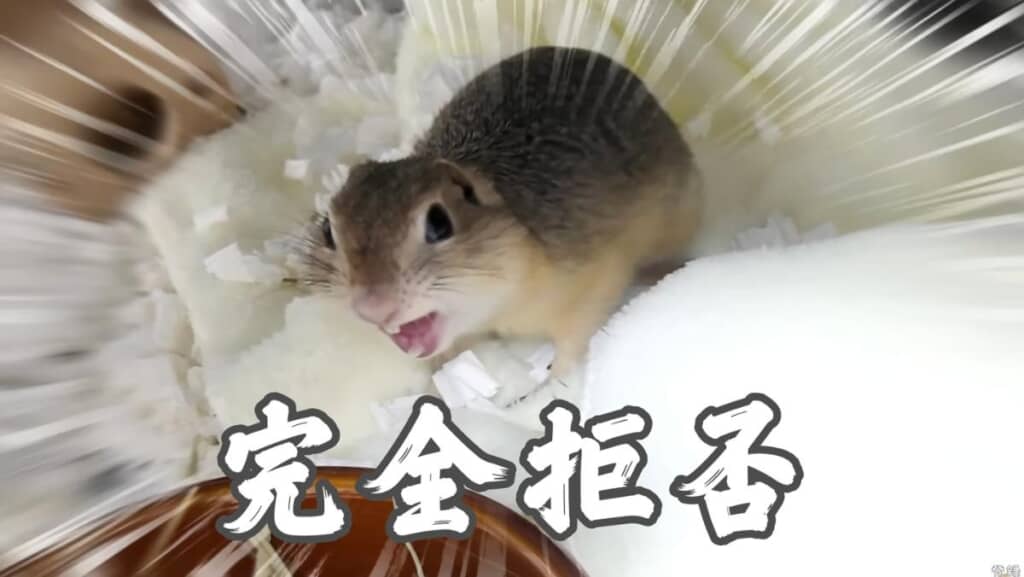完全拒否状態の赤ちゃんリス