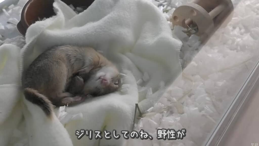 ケージの後ろから隠し撮り