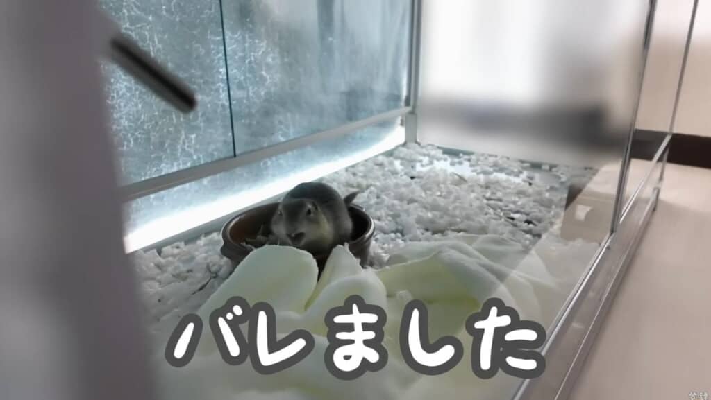 バレました
