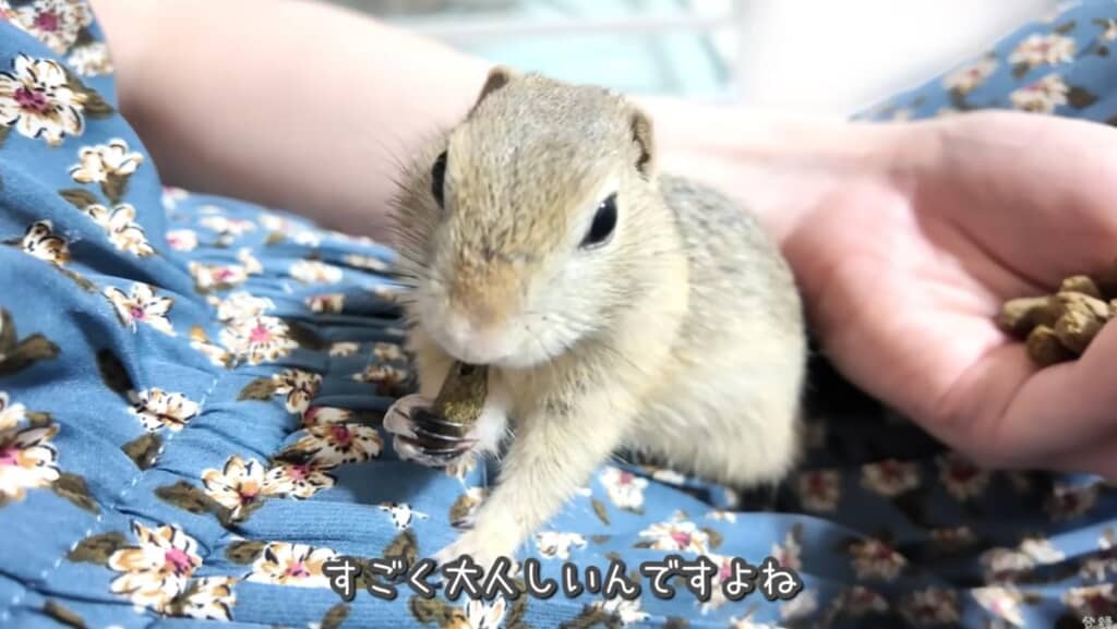 手からごはんを食べてくれます