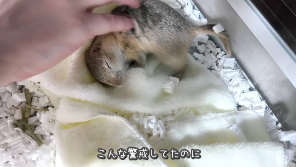 まさかの甘えん坊モードに!?