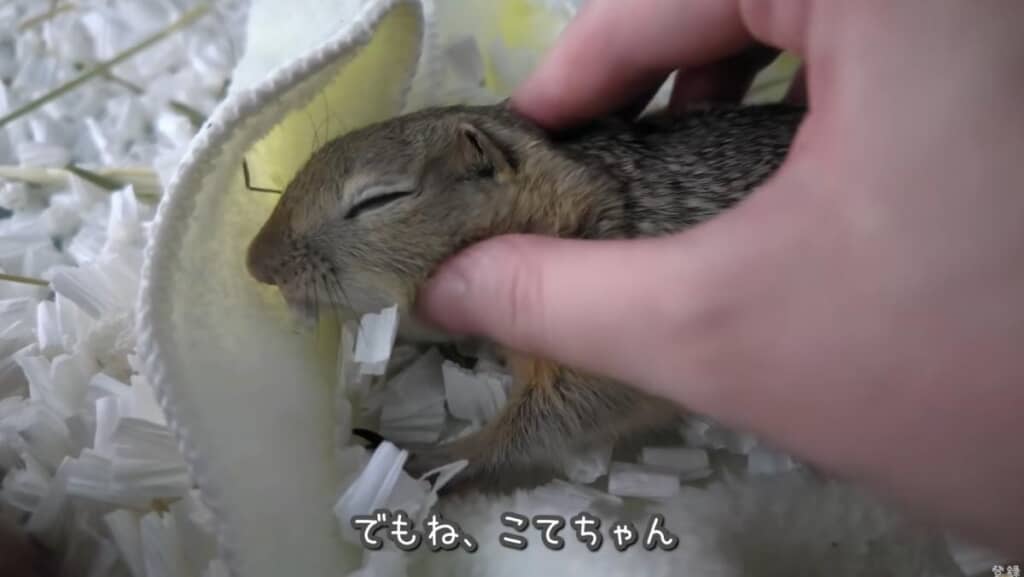 再びうっとり顔を見せてくれました