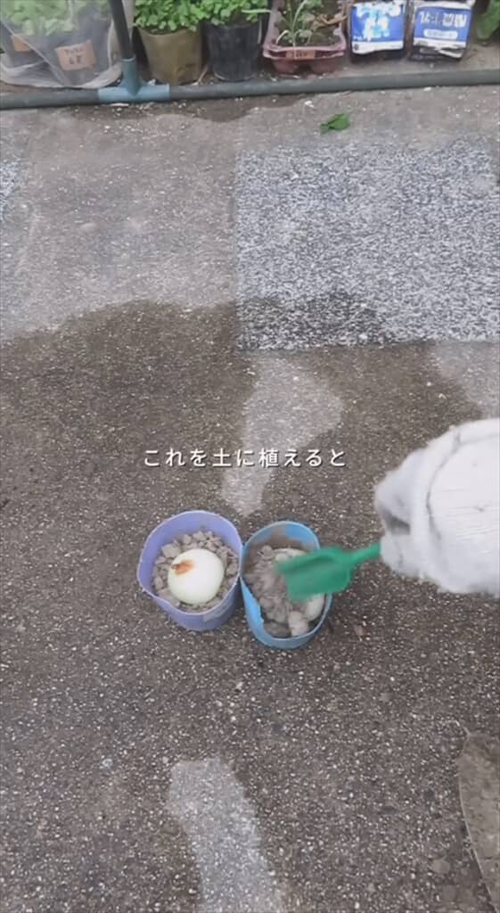 玉ねぎの切れ端で再生栽培