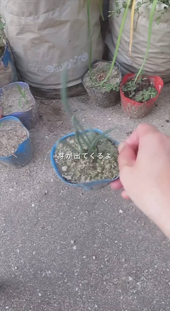 玉ねぎの切れ端で再生栽培