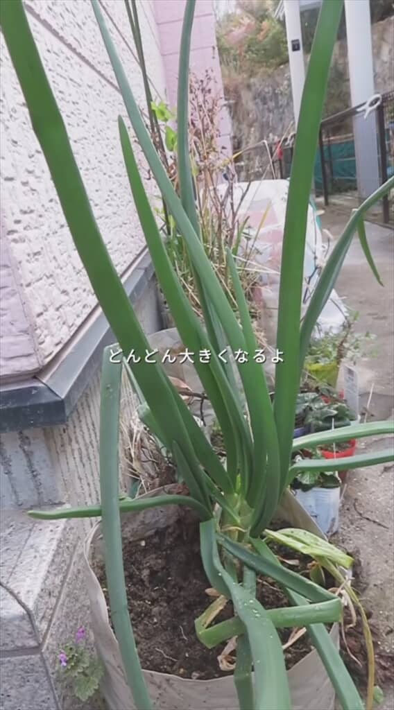 玉ねぎの切れ端で再生栽培
