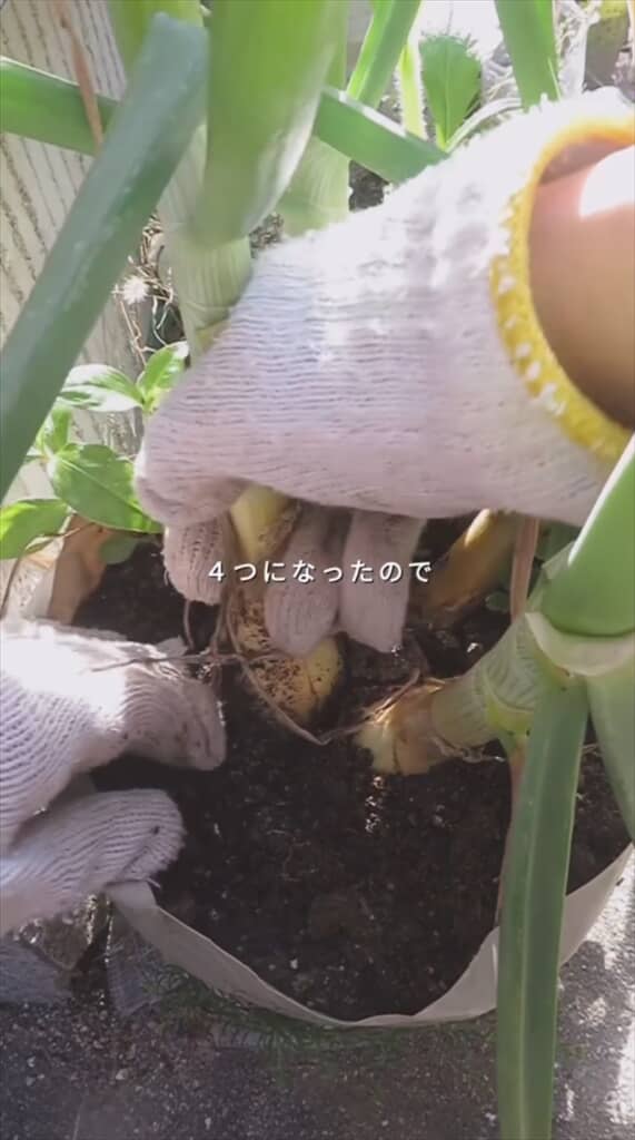 玉ねぎの切れ端で再生栽培