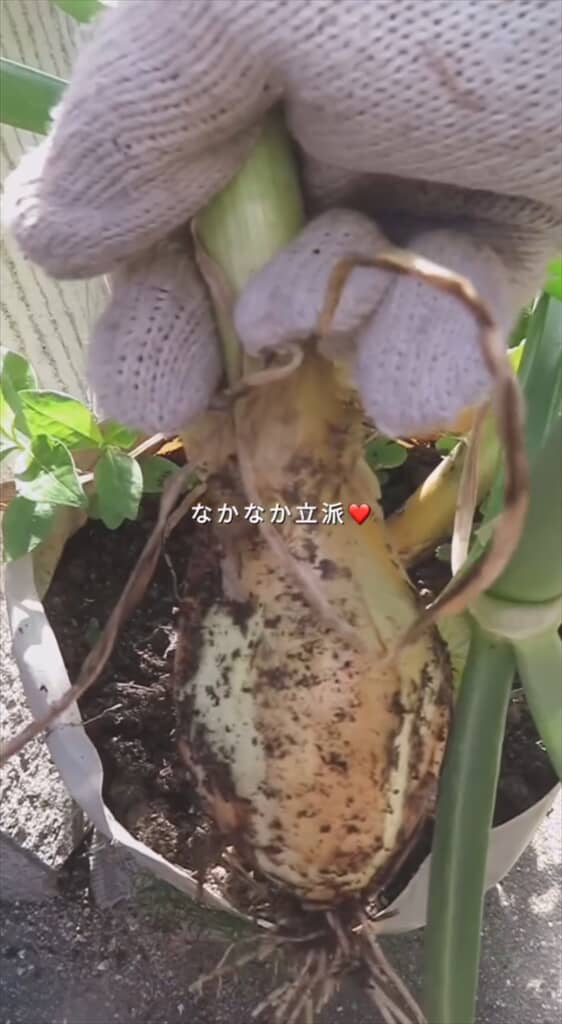 玉ねぎの切れ端で再生栽培