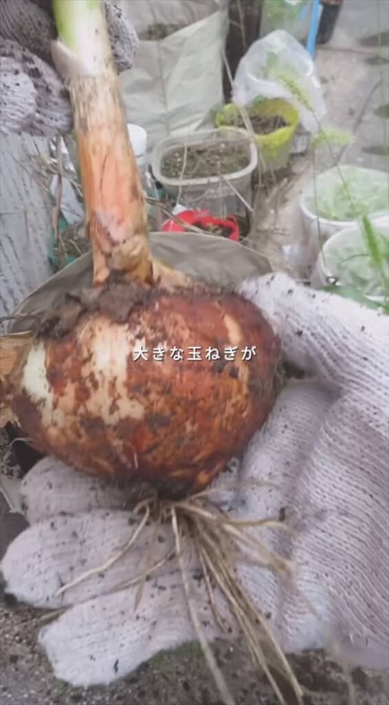 玉ねぎの切れ端で再生栽培