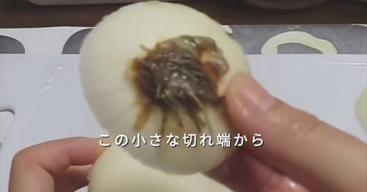“玉ねぎの切れ端”は捨てないで！→土に埋めて放置するだけで……　4カ月後の光景に「目から鱗」「やってみる価値あり」（1/2） | IT・科学 ねとらぼ