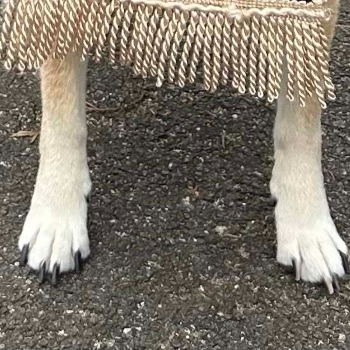娘の成人式で一緒に記念撮影する愛犬→思わず二度見する姿に「振袖にお似合いすぎる」「新しい」（1/3） | 犬 ねとらぼ