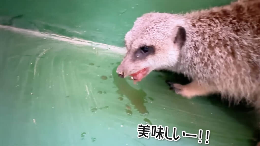 ミーアキャットはすごい勢いで食べてくれました