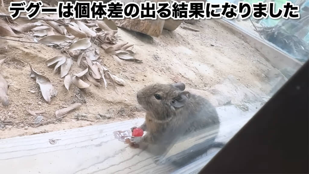 デグーは個体差がある模様