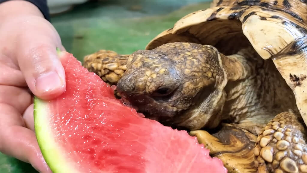 カメたちもスイカに夢中でした