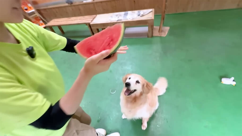 まずはゴールデンレトリバーのきなこから
