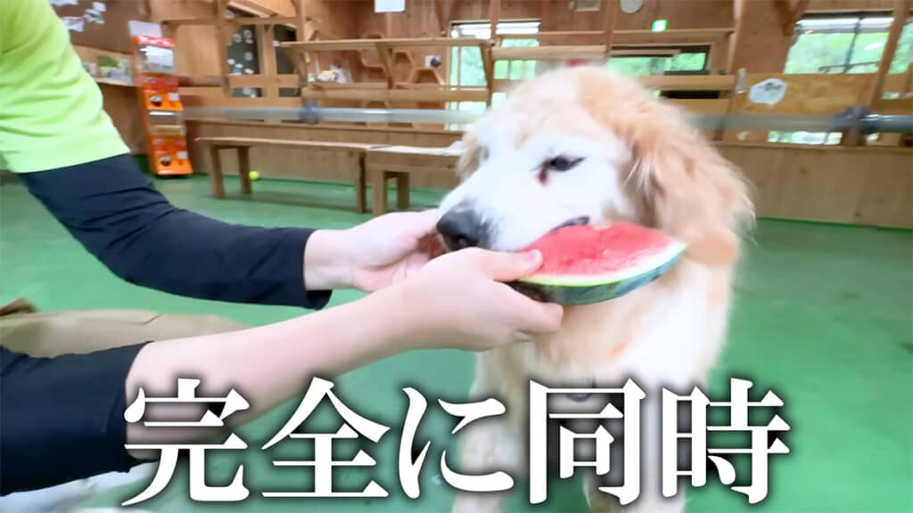 「よし」と同時にスイカに食らいつくきなこ