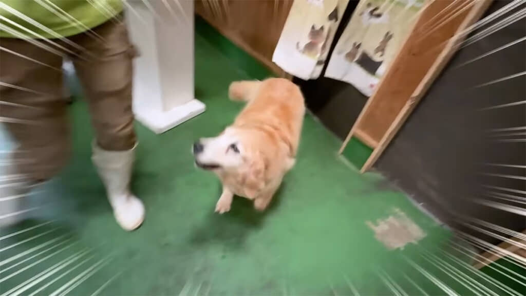 さりげなく乱入してくるきなこ