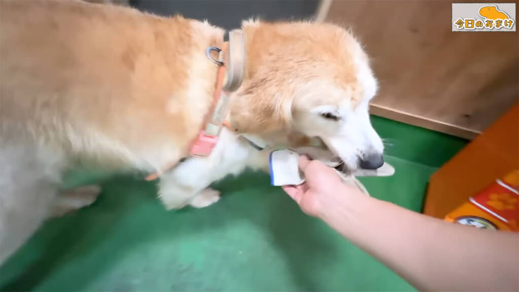 さりげなく乱入してくるきなこ