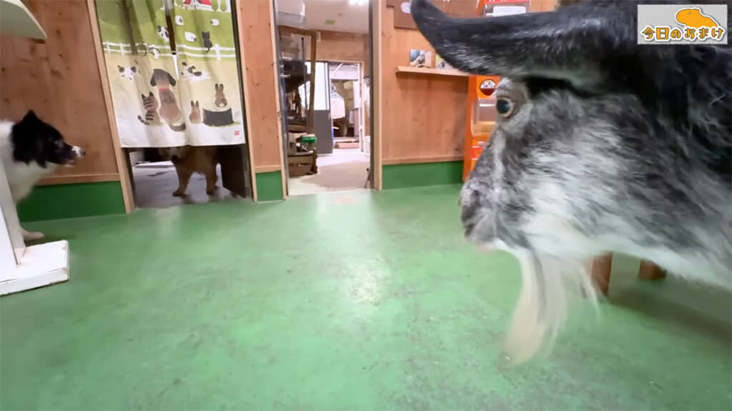 ちょっぴりヤギが苦手なのだそうですよ