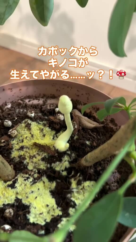 黄色くなった土の表面と黄色いキノコ