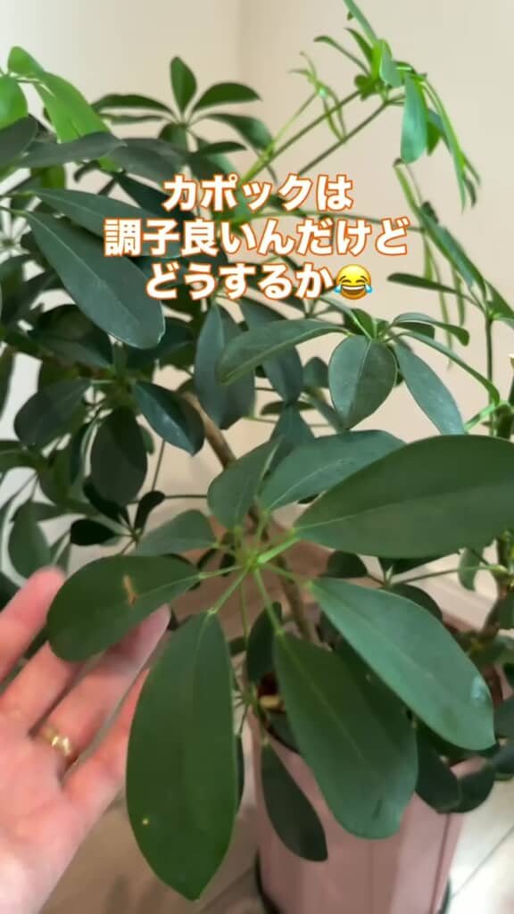 元気に葉を広げているシェフレラ