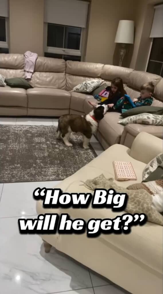 子犬のころからフレッドはすでにたくましいあんよをしていました