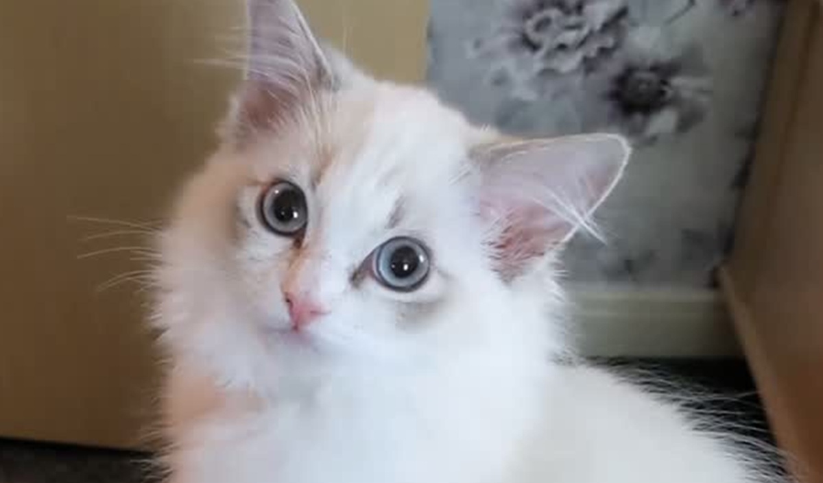 「これ以上はモフモフにならないでしょ」と思っていた愛猫が4年後……「羊になった」　予想を超える姿が190万再生「まじか」【海外】（1/2） | 猫 ねとらぼ