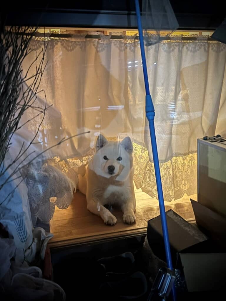 玄関の前で待つ小豆ちゃん