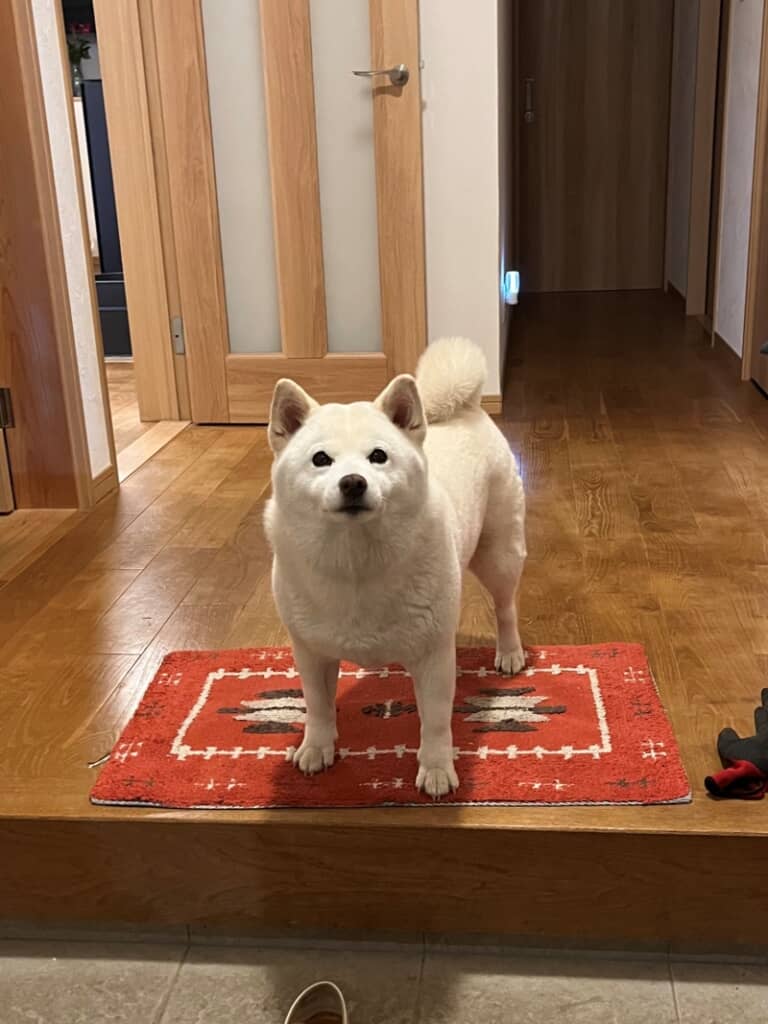 お見送りのときも名残惜しそうに玄関までついてくる小豆ちゃん