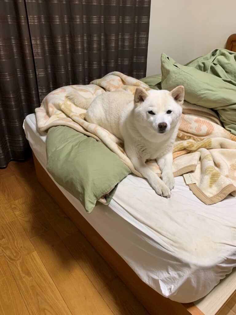 時々投稿者さんのベッドで寝ている小豆ちゃん