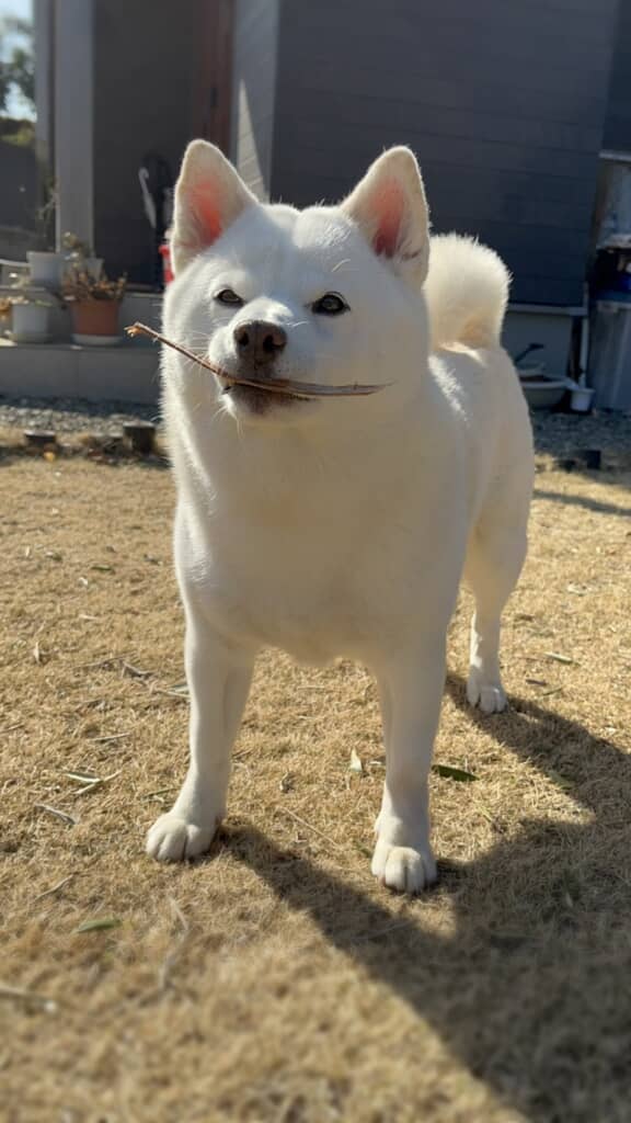 木の皮を見せてくれる小豆ちゃん