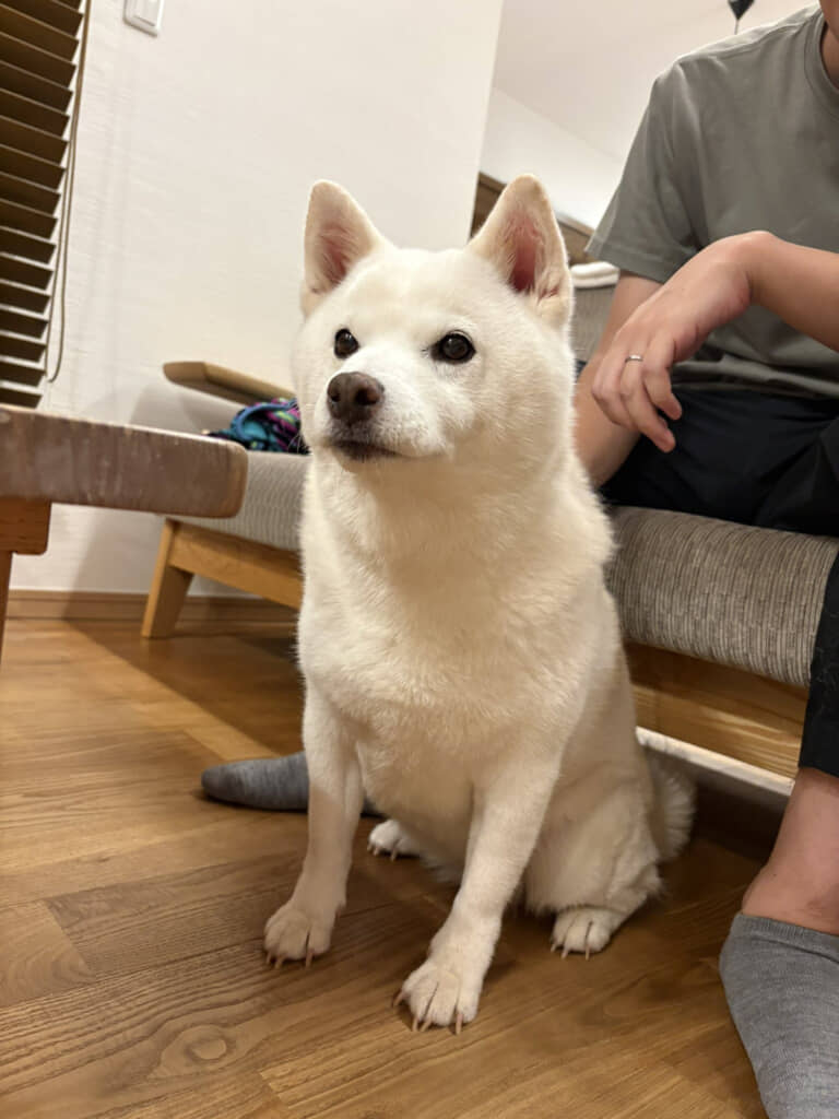 「撫でられて当然」とばかりに、その場にいる全員の前に背を向けて座る小豆ちゃん