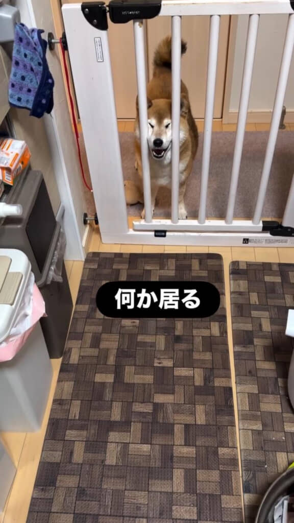 柵の向こうからじっとこちらを見つめるあずきちゃん