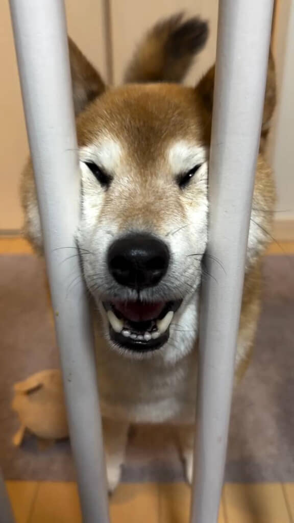 なんとかしてキッチンに侵入したいあずきちゃん