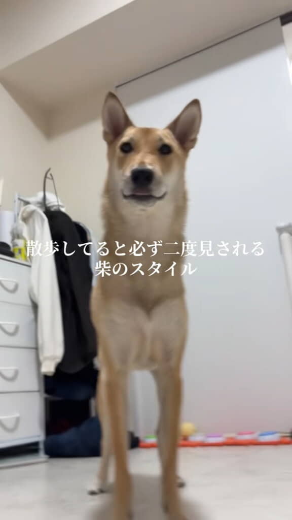 美しい……