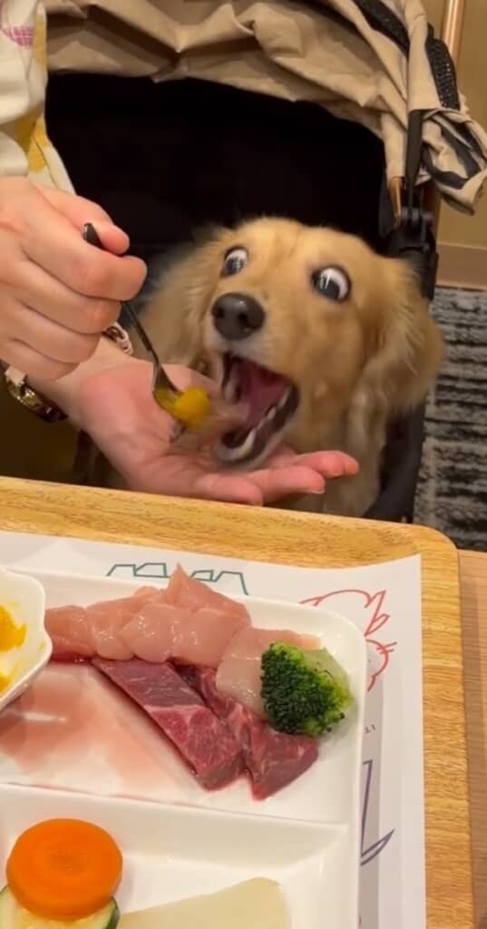 お肉を前に、お口を全開にするきなこちゃん
