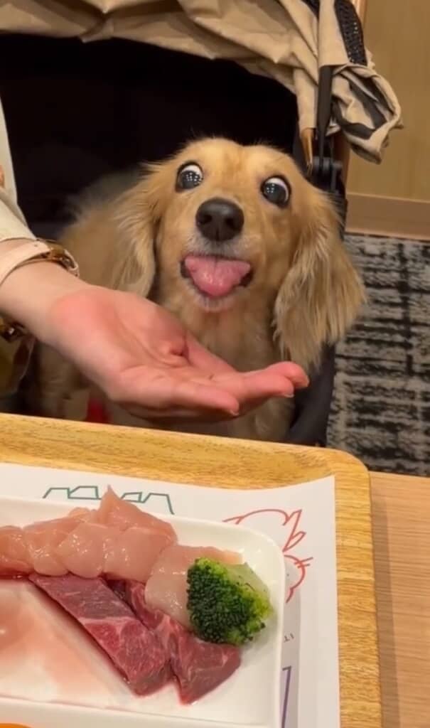 夢中でもぐもぐ